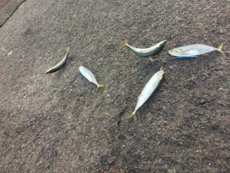 飲ませでスズキ72cm